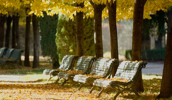 Benches-Autumn-Leaves.jpg