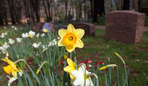 Cemetery.jpg