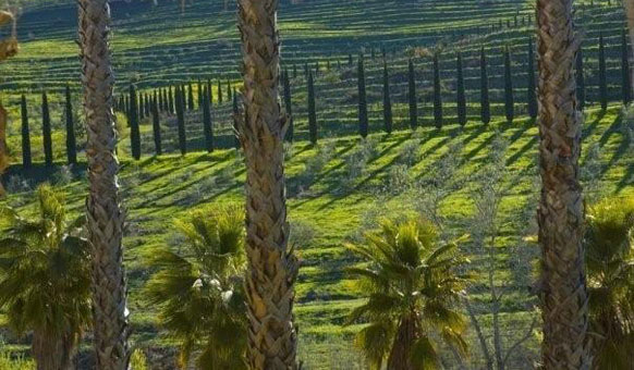 Cypresses-Hills.jpg