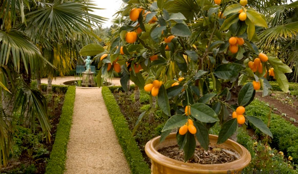 Orange-Tree-Path.jpg