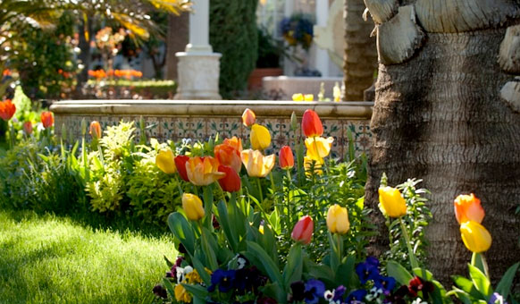 Palm-Tulips.jpg