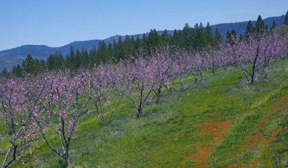 Purple-orchard.jpg
